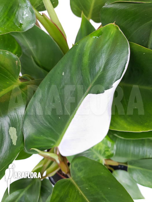 Philodendron x ‘White Princess’