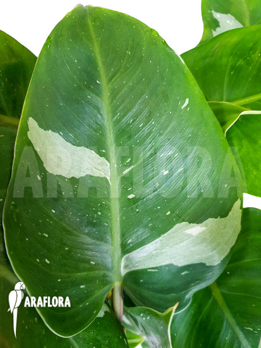 Philodendron x ‘White Princess’