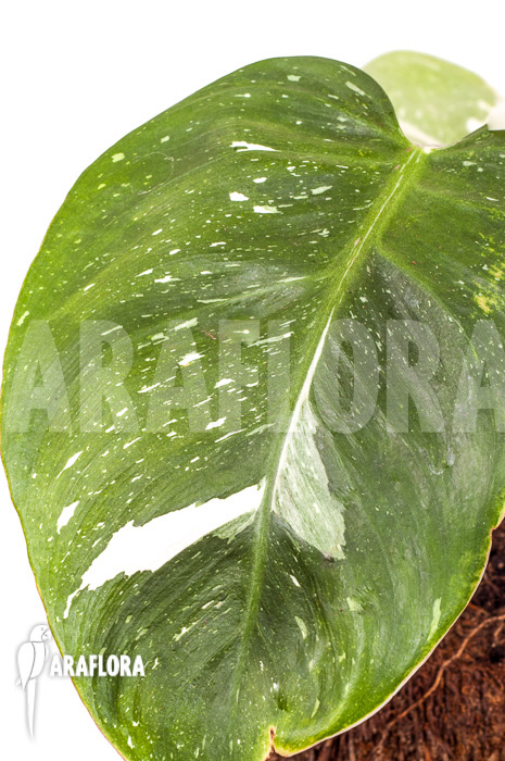 Philodendron x ‘White Princess’ ‘A’ ‘Starter’