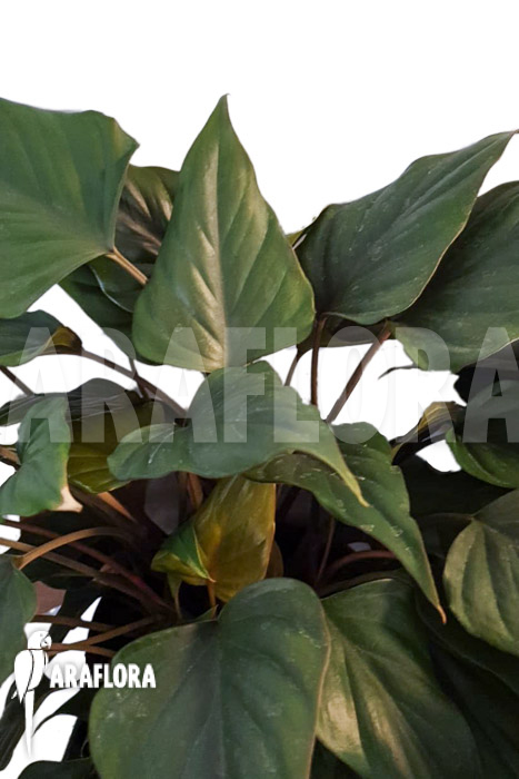 Philodendron x ‘Arrow head’