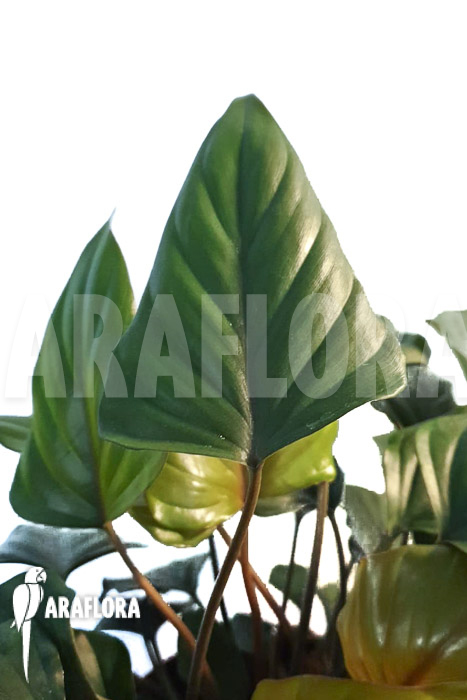 Philodendron x ‘Arrow head’