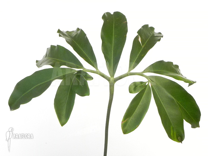 Philodendron goeldii