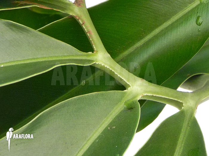 Philodendron goeldii