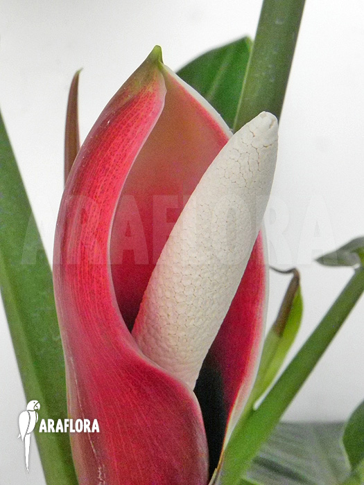 Flower Philodendron x ‘Jungle Green’