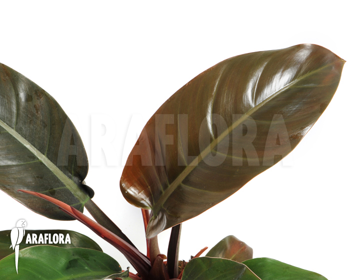 Philodendron x ‘Red Baron’