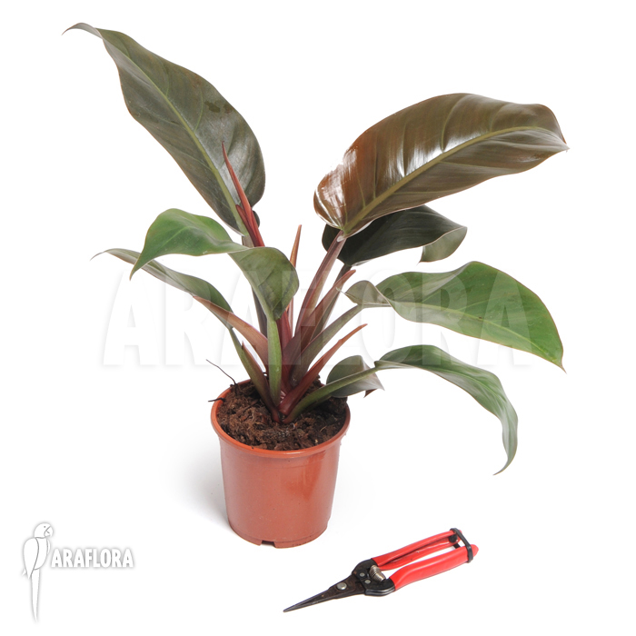 Philodendron x ‘Red Baron’