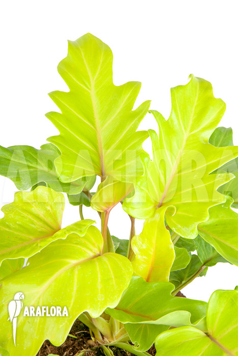 Philodendron xanadu Gold “L”