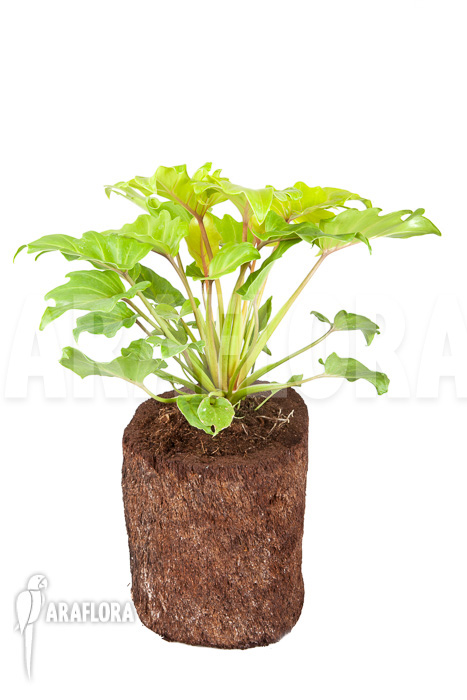 Philodendron xanadu Gold “L”