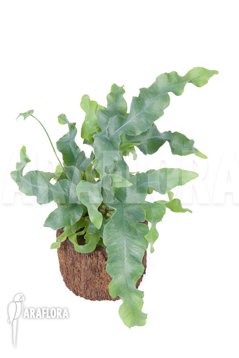 Phlebodium aureum ‘Big’