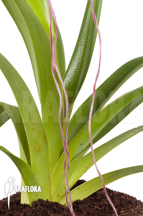 Phragmipedium lindenii