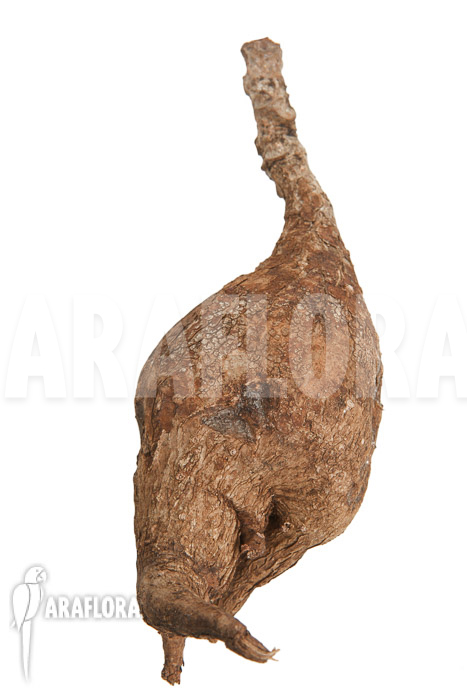 Phyllanthus mirabilis ‘S’