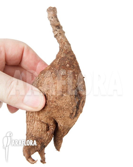 Phyllanthus mirabilis ‘S’