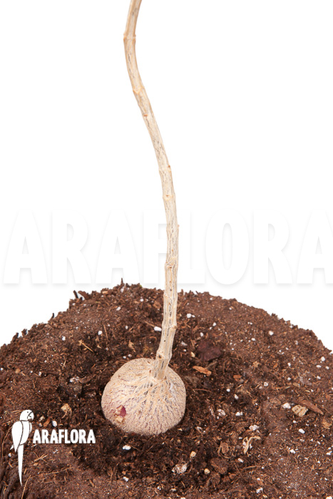 Phyllanthus mirabilis ‘Starter’