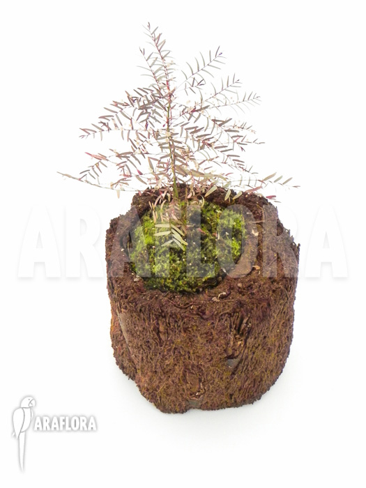 Phyllanthus species 1