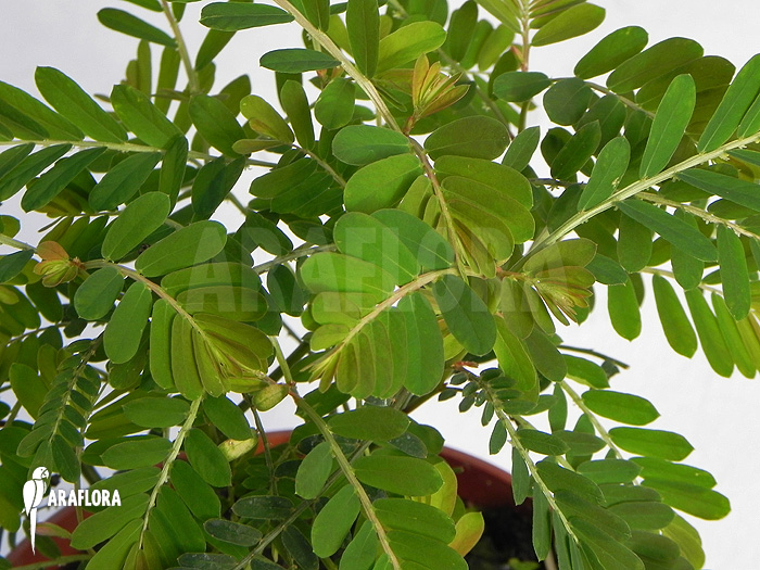 Phyllanthus urinaria