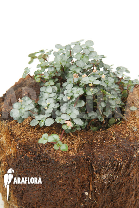 Pilea glauca ‘M’