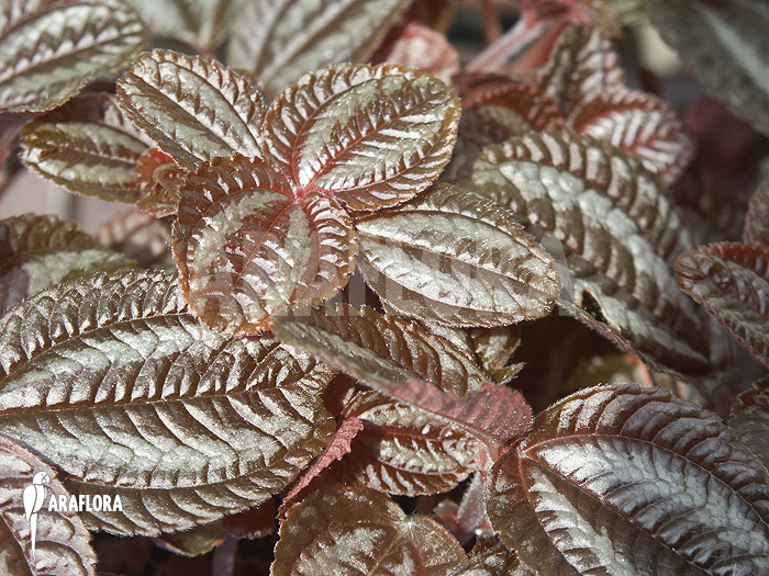 Pilea involucrata ‘Liner’