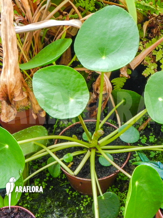 Pilea peperomioides