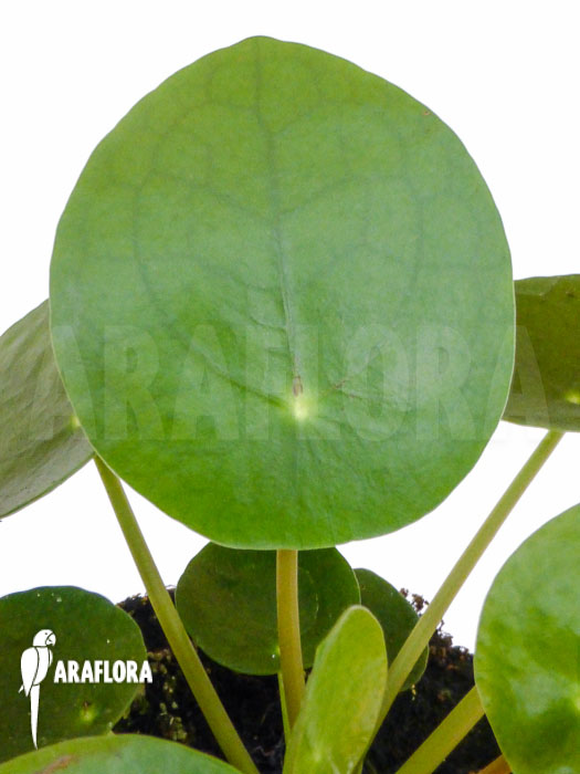 Pilea peperomioides Starter