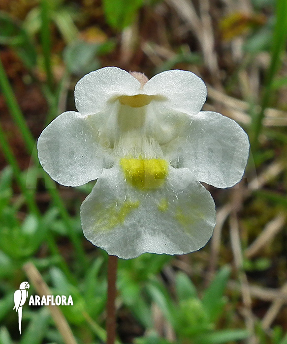 Pinguicula alpina