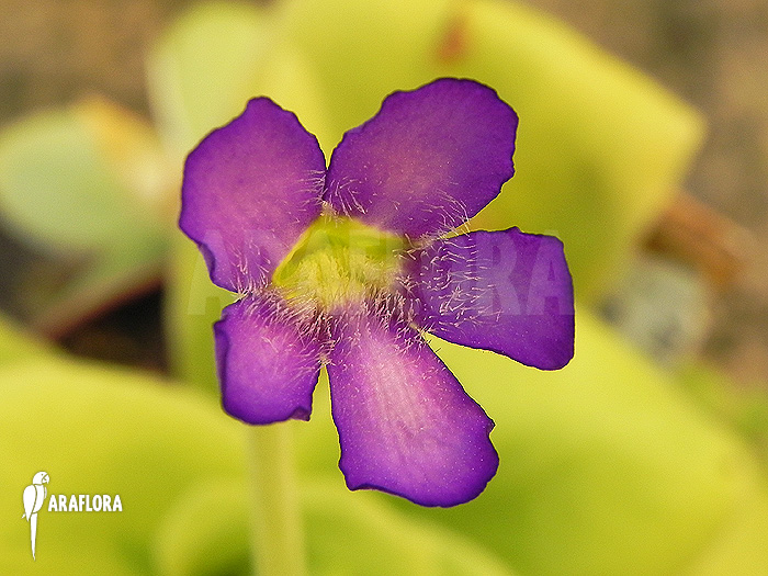 Pinguicula gigantea