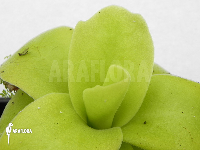 Pinguicula gigantea