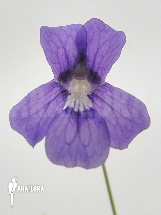 Pinguicula grandiflora ‘Flower’
