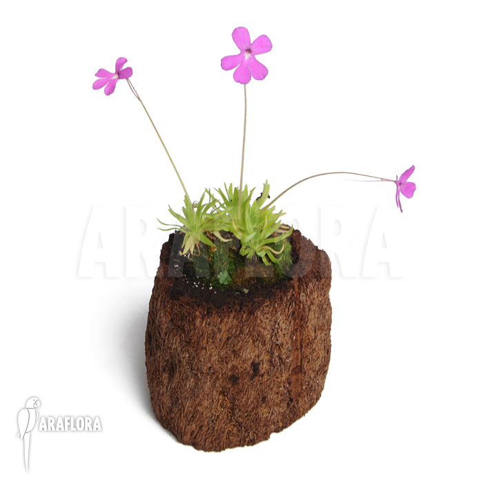 Pinguicula gypsicola x moctezumae