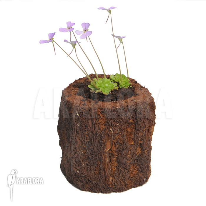 Pinguicula jaumavensis