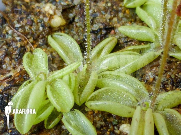 Pinguicula lusitanica