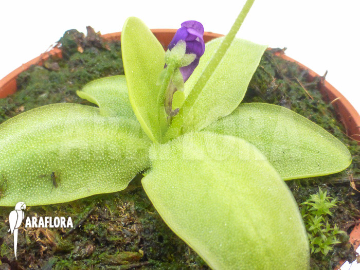 Pinguicula macroceras
