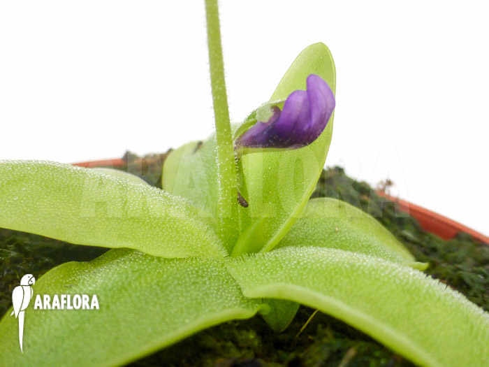 Pinguicula macroceras