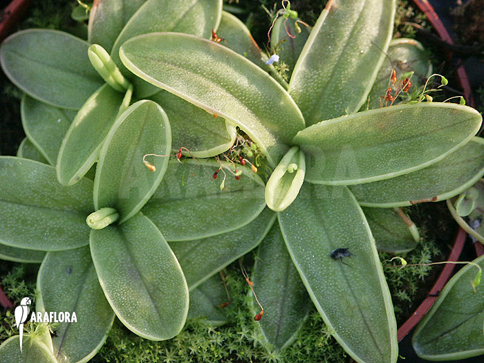 Pinguicula primuliflora
