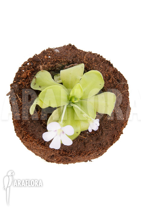 Pinguicula x ‘Weser’ ‘Alba’