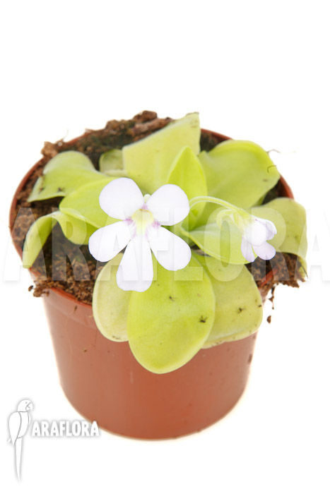 Pinguicula x ‘Weser’ ‘Alba’