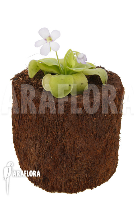 Pinguicula x ‘Weser’ ‘Alba’