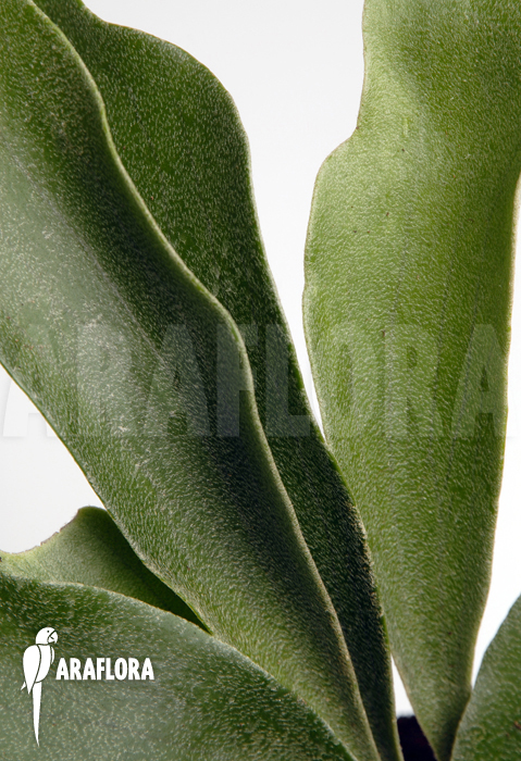 Platycerium bifurcatum