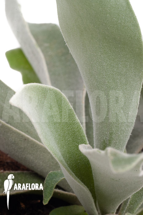 Platycerium veitchii ‘M’