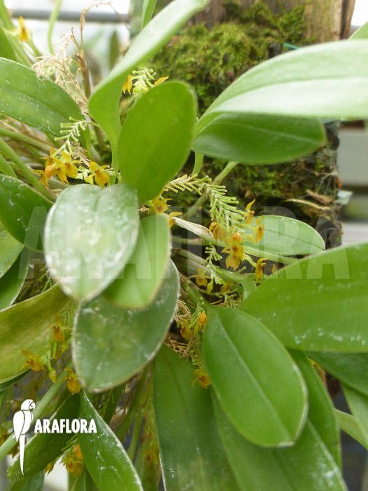 Platystele stenostachya Starter