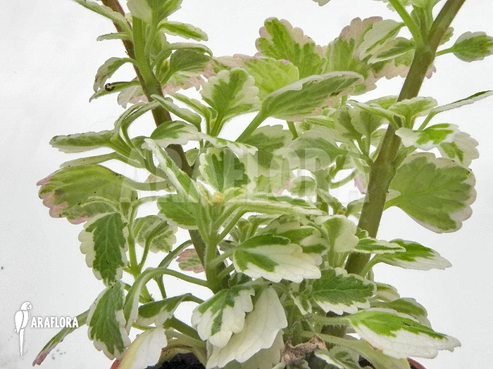 Plectranthus-coleoides_-Variegatus_-4
