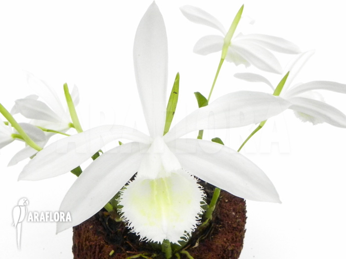 Pleione formosana white