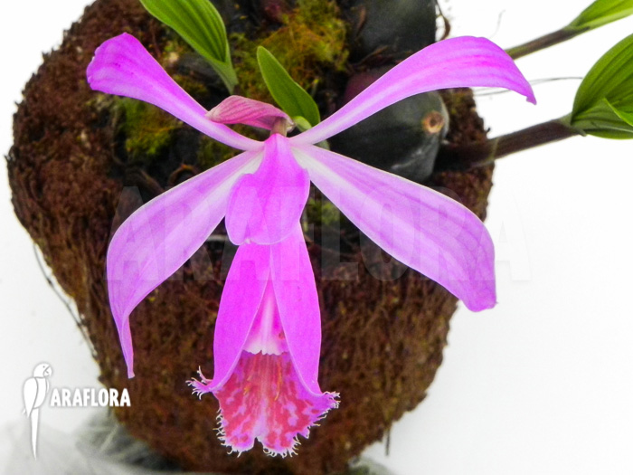 Pleione formosana purple