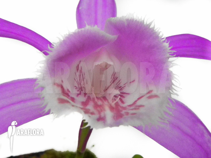 Pleione formosana purple