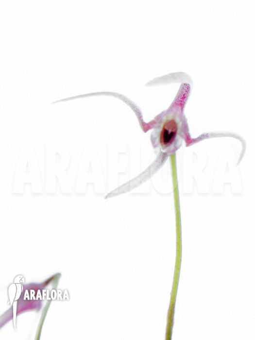 Pleurothalis (syn:Ancipitia) gratiosa