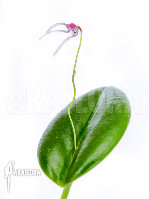 Pleurothalis (syn:Ancipitia) gratiosa