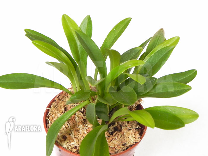 Pleurothallis costaricense ‘L’