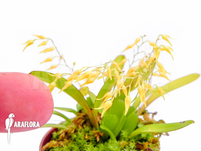 Pleurothallis grobyi