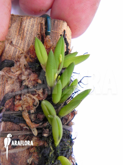 Pleurothallis leptotifolia ‘on wood’