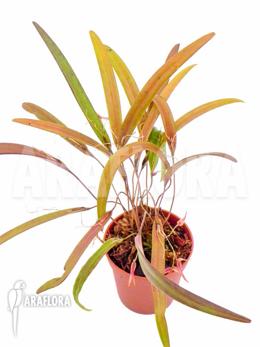 Pleurothallis luctuosa ‘Starter’