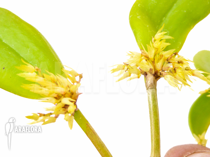Pleurothallis obovata
